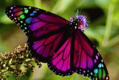 butterfly