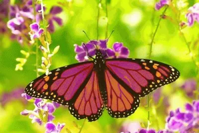butterfly