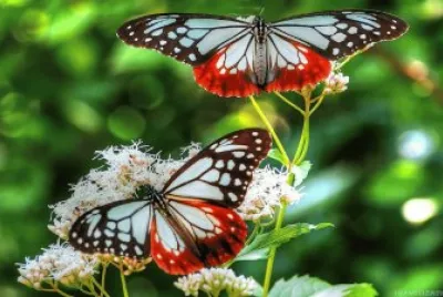 butterfly