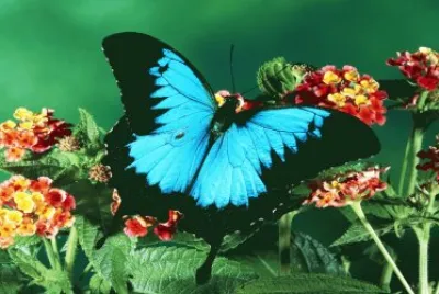butterfly jigsaw puzzle