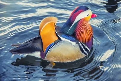Pato mandarÃ­n jigsaw puzzle