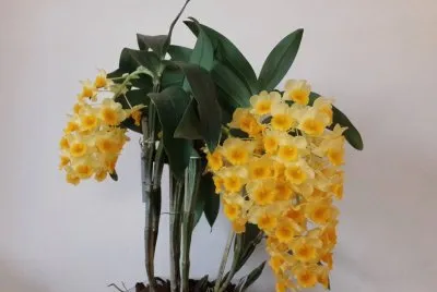 פאזל של Orquidea