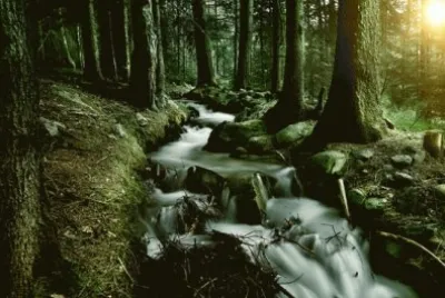 Wood