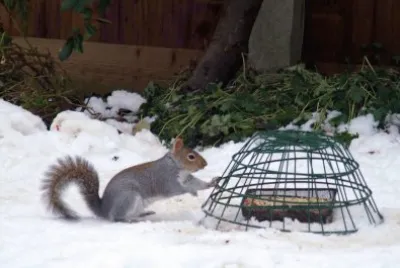 Squirrel1