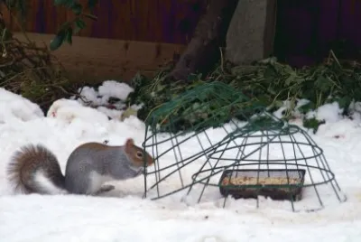 squirrel 2