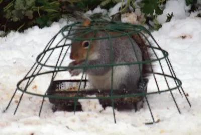 Squirrel 4