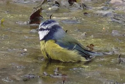 Bird bath