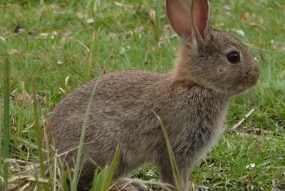 Rabbit