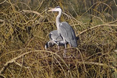 heron