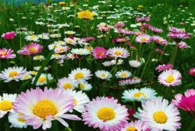 פאזל של Margaridas