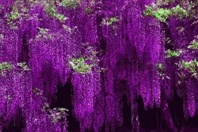 fleurs: glycine