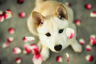 puppy