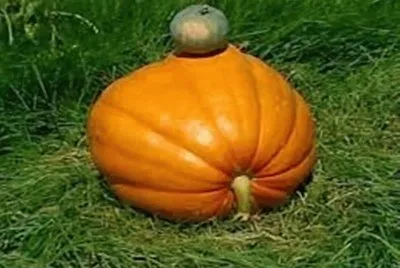 פאזל של AbÃ³bora Madura