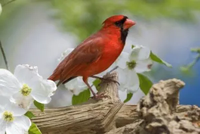 bird