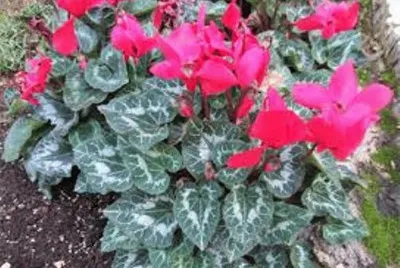 פאזל של Ciclame