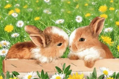 conejos