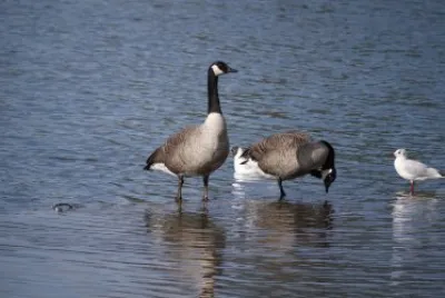 geese