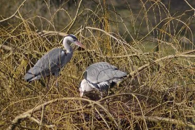 herons