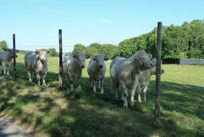Charolais bullocks