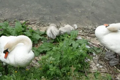 Swan and cygnets