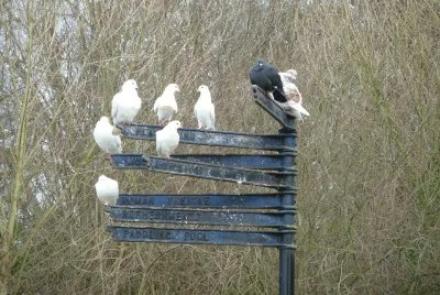 Pigeons
