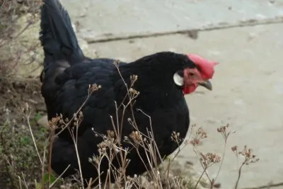 Chicken 1 jigsaw puzzle