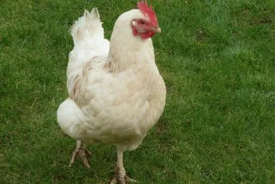 Chicken 2 jigsaw puzzle