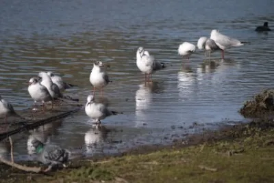 seagulls jigsaw puzzle
