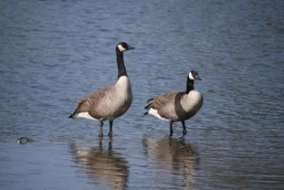 Geese 2 jigsaw puzzle