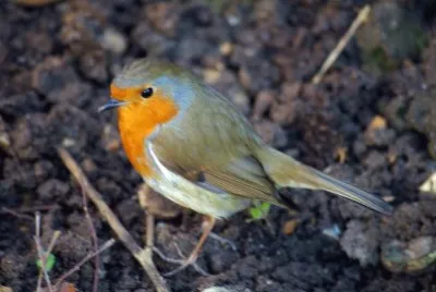Robin 2 jigsaw puzzle