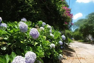 פאזל של Hortencias