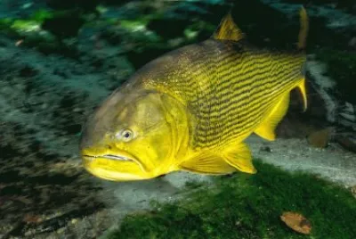 פאזל של Dourado do Pantanal - MS