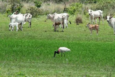 פאזל של Pastagem