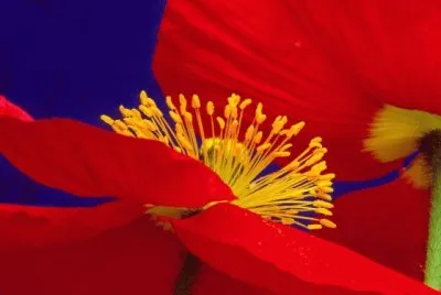 Icelandic Flowers