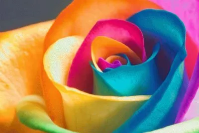 Rainbow Flowers