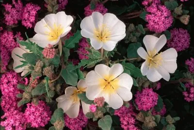 Dune Primrose and Sand Verbena