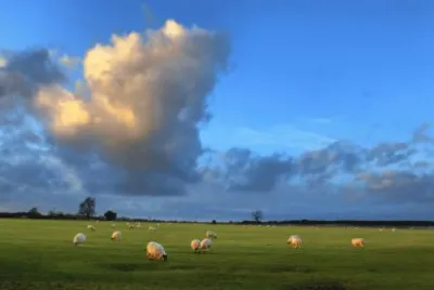 sheep and clouds