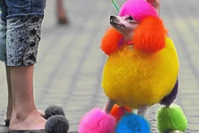 poodle