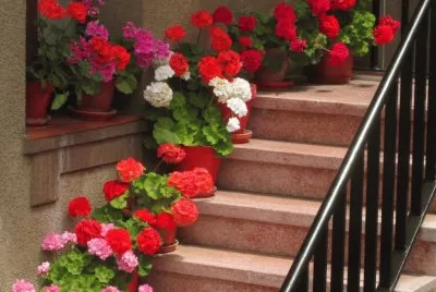 escada flores
