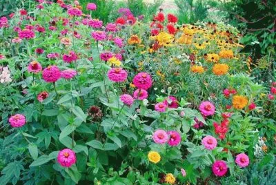 פאזל של Flowers