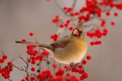bird