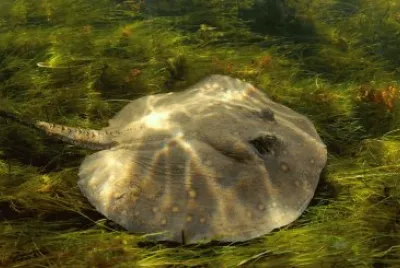 פאזל של Raia ou Arraia