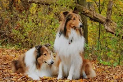 collie