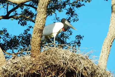 פאזל של Ninho do Tuiuiu