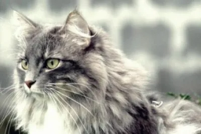 chat