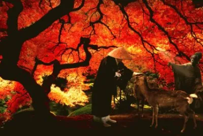 jardin japonais