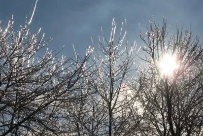 Morning beauty after freezing rain