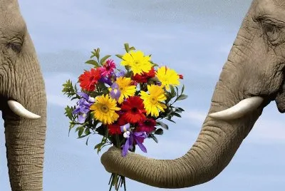 Elephant with Flowers