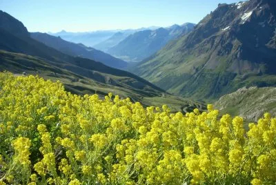Fiori della Provenza