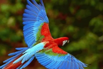 פאזל של Flying Bird